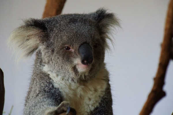 Koala in Featherdale Wildlife Park
