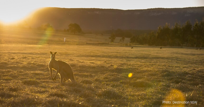 Blue Mountains Sunset Tour - Kangaroos