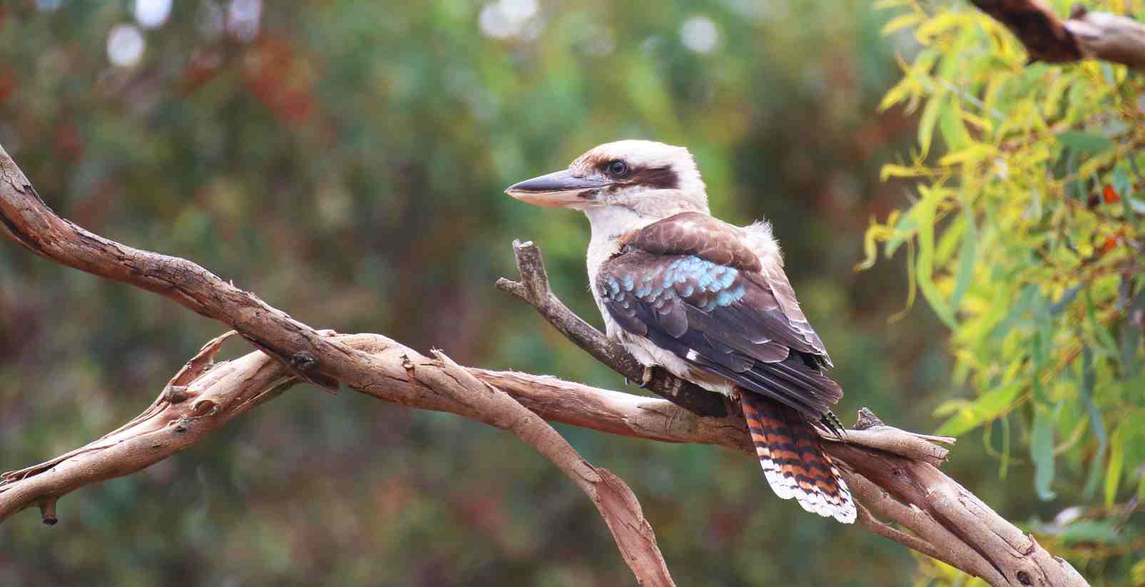 Kookaburra sitting on tree branch