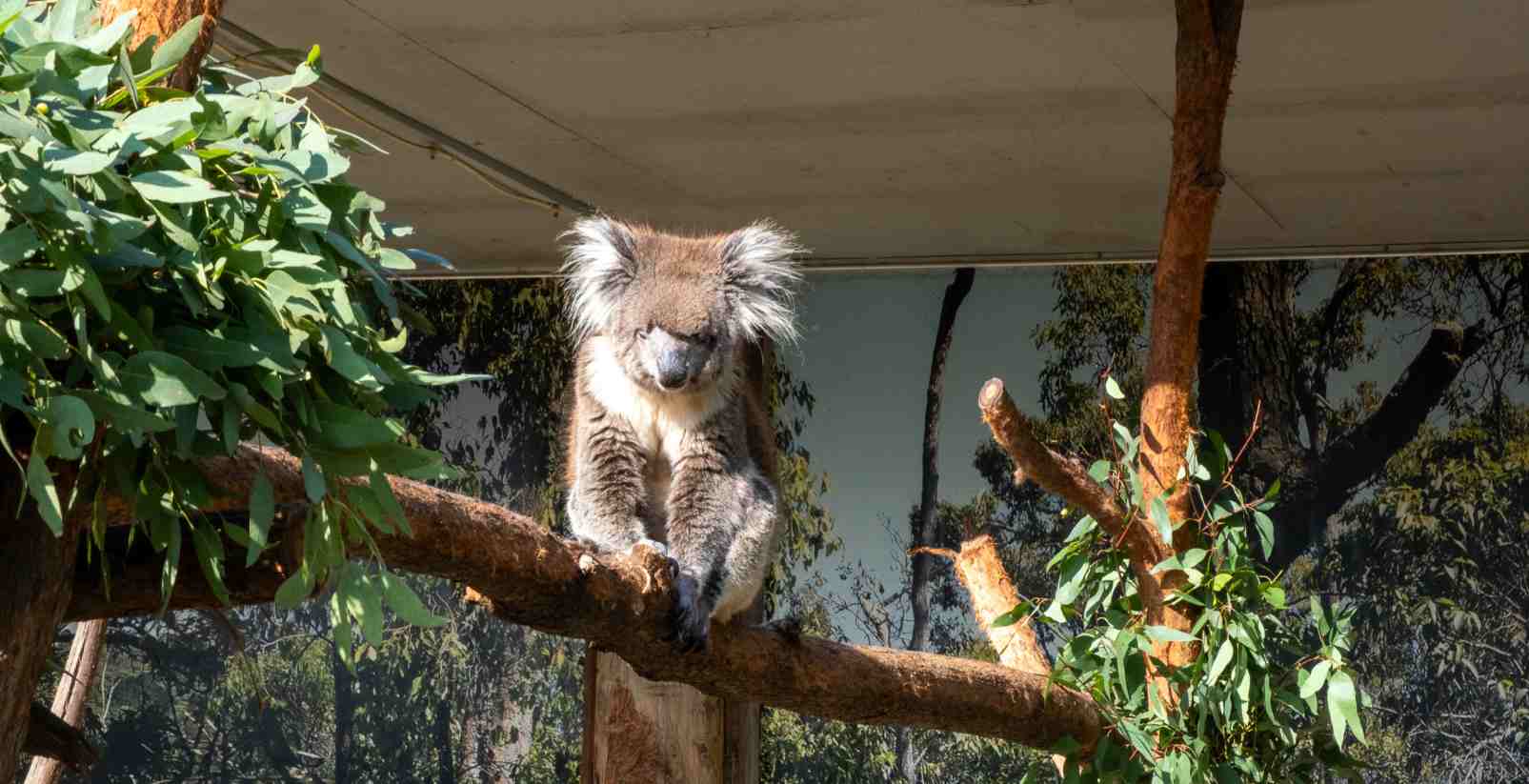 Koala sitting in tree