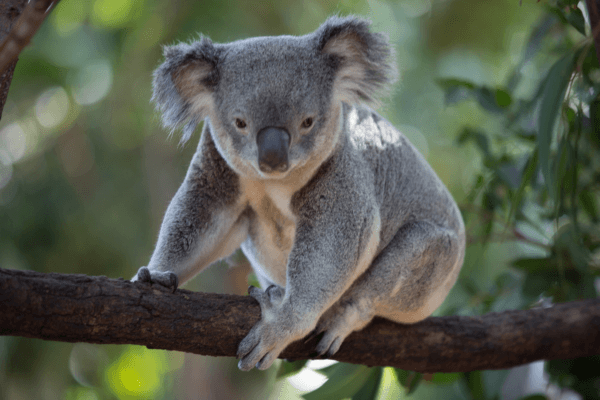 Koala
