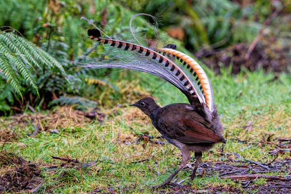 Lyrebird
