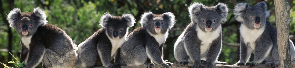 Koalas