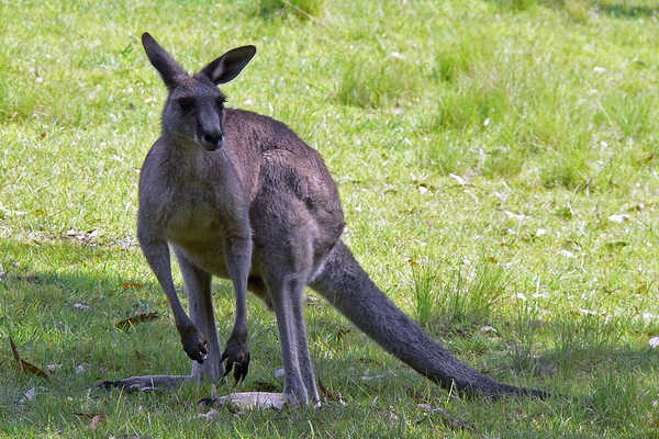 Kangaroo