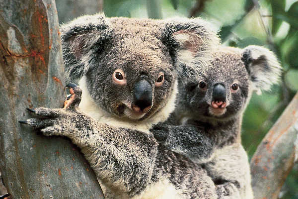 Koala