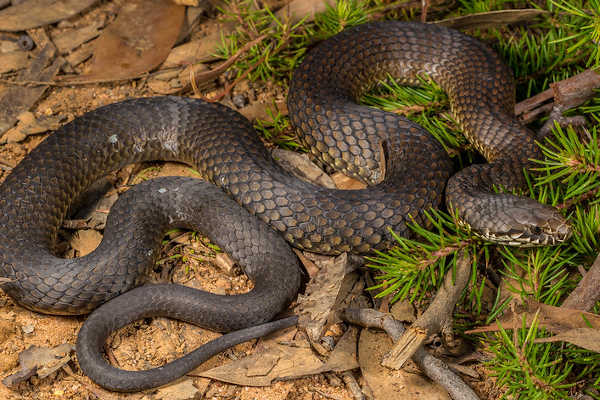 Snake in Blue Mountains