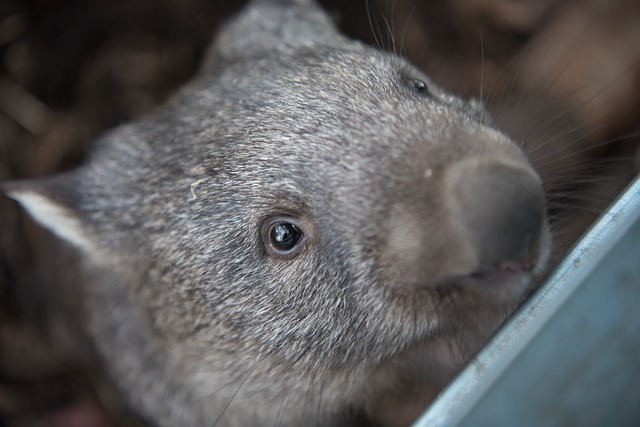 Wombats