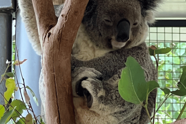 Koala at Featherdale Wildlife Park, Blue Mountains