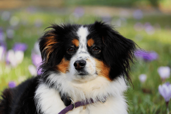 Black and white fluffy dog