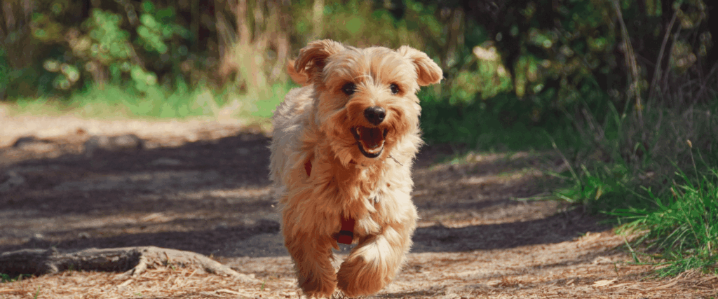 fluffy dog running